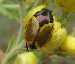Popillia bipunctata
