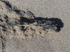 Amblyrhynchote honckenii