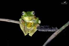 Rhacophorus malabaricus