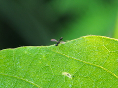 Dicranosepsis