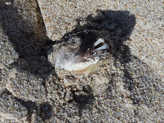 Amblyrhynchote honckenii