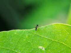 Dicranosepsis