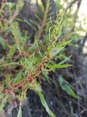 Rumex ucranicus