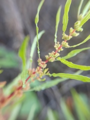 Rumex ucranicus