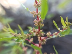 Rumex ucranicus