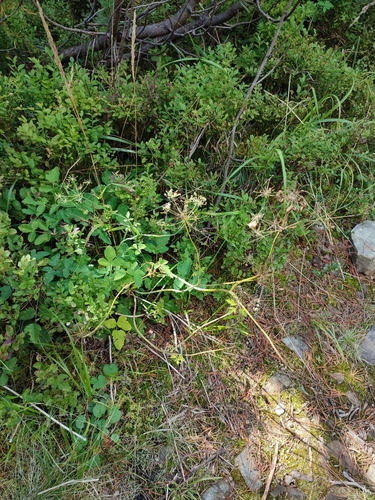 Image of Laserpitium krapfii by (c) Igor Balashov, some rights reserved (CC BY)