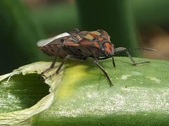 Spilostethus pandurus elegans