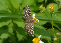 Caprona alida