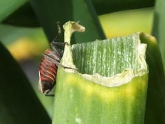 Spilostethus pandurus elegans