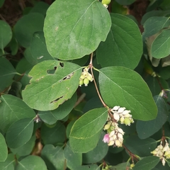Symphoricarpos albus