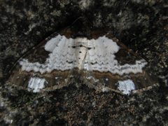 Melanthia procellata