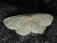 Microcalicha invenustaria