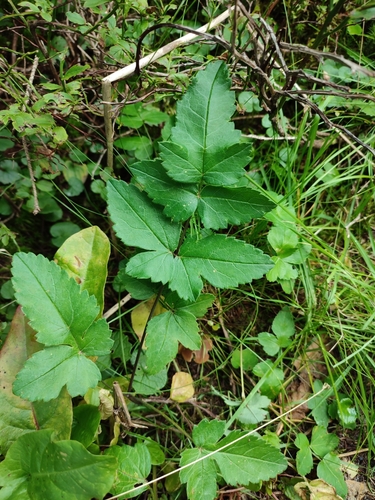 Image of Laserpitium krapfii by (c) Igor Balashov, some rights reserved (CC BY)