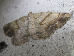 Polymixinia appositaria