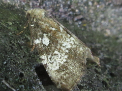 Dysmilichia gemella