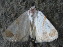 Sphragifera biplagiata