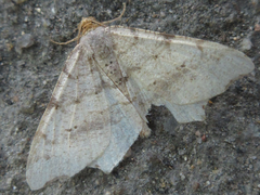 Macaria shanghaisaria