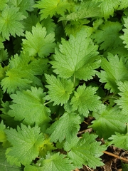 Leonurus quinquelobatus