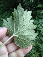 Leonurus quinquelobatus