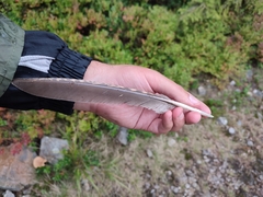 Tetrao