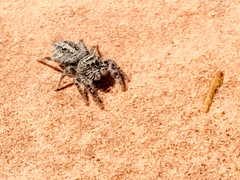 Phidippus asotus