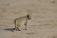 Felis lybica ornata