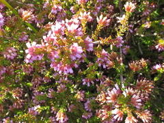 Erica dispar