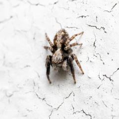 Pseudeuophrys lanigera