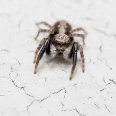 Pseudeuophrys lanigera