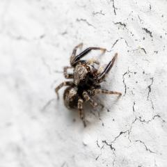 Pseudeuophrys lanigera