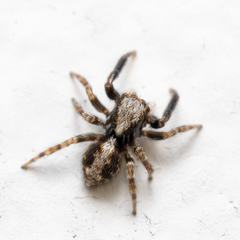 Pseudeuophrys lanigera