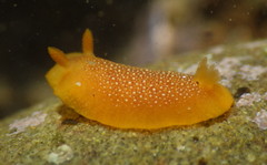 Doriopsilla gemela