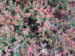 Erica dispar