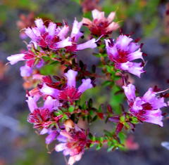 Erica dispar