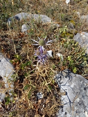 Eryngium amethystinum