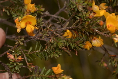 Pultenaea rostrata