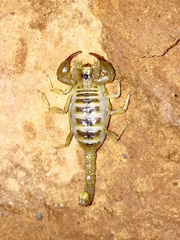Paruroctonus boreus