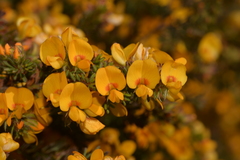 Pultenaea rostrata