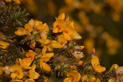 Pultenaea rostrata