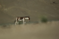 Equus kiang