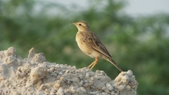 Anthus campestris