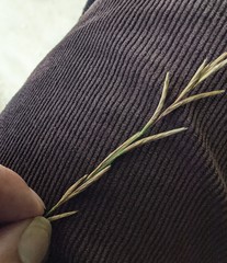 Brachypodium pinnatum