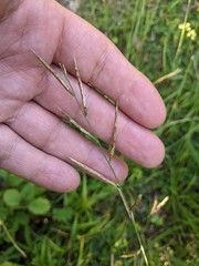 Brachypodium pinnatum