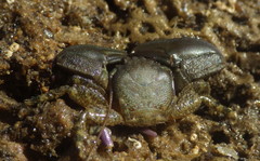 Petrolisthes cabrilloi