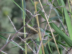 Phylloscopus sindianus
