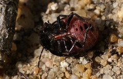 Rubiconia intermedia