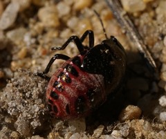 Rubiconia intermedia