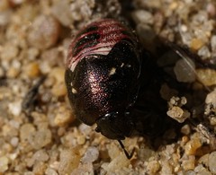 Rubiconia intermedia