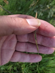 Brachypodium pinnatum