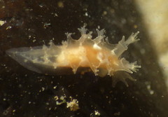 Tritonicula myrakeenae